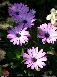 Photo by obopof | Des Moines  Flower, purple
